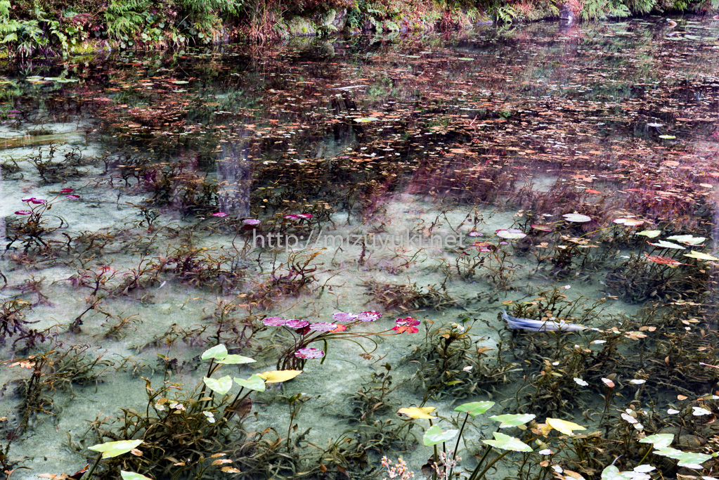 「睡蓮」モネの池