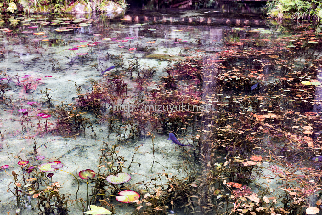 「睡蓮」モネの池